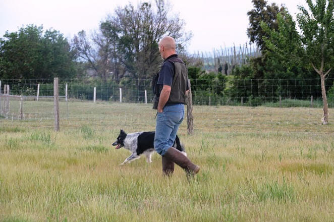 border collie dressage